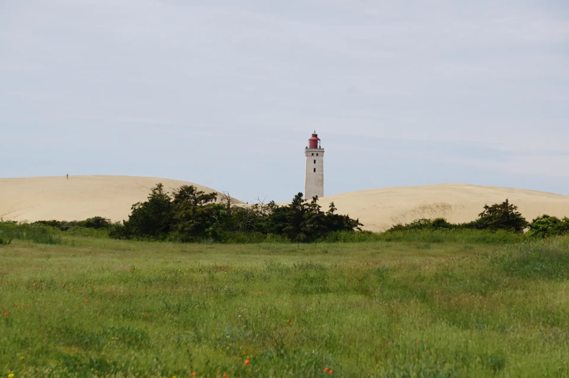 grüne Wiese im Hintergrund ein Leuchturm zwischen Dünen