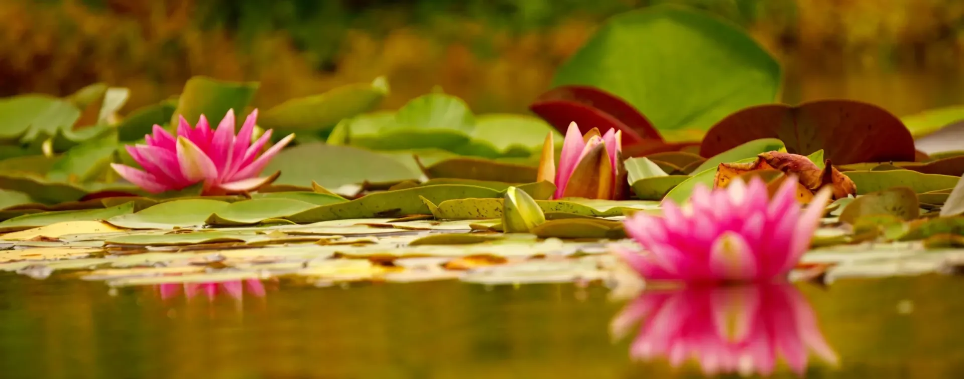 Nahaufnahme Seerosen im Teich