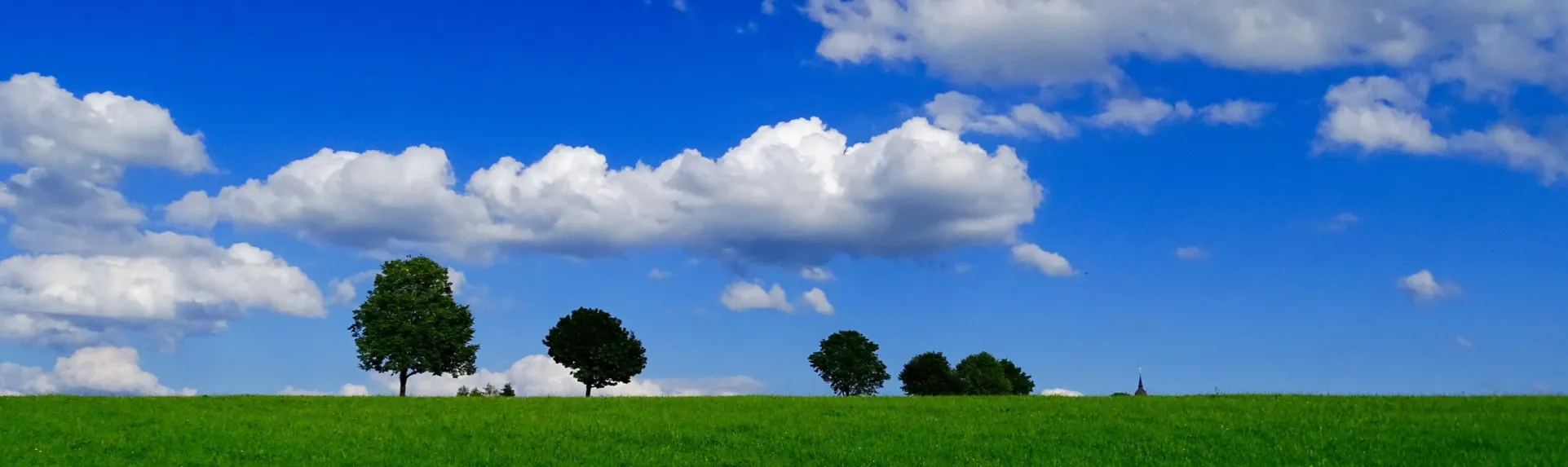 Laubbaumgruppe auf einer grünen Wiese vor blauen Himmel